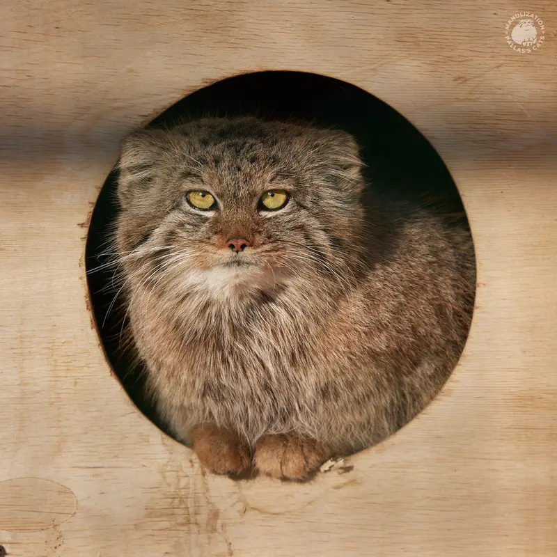ノヴォシビルスク動物園のペペの写真