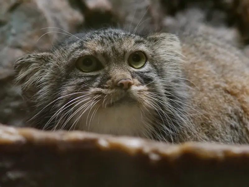 恩賜上野動物園のサフランの写真