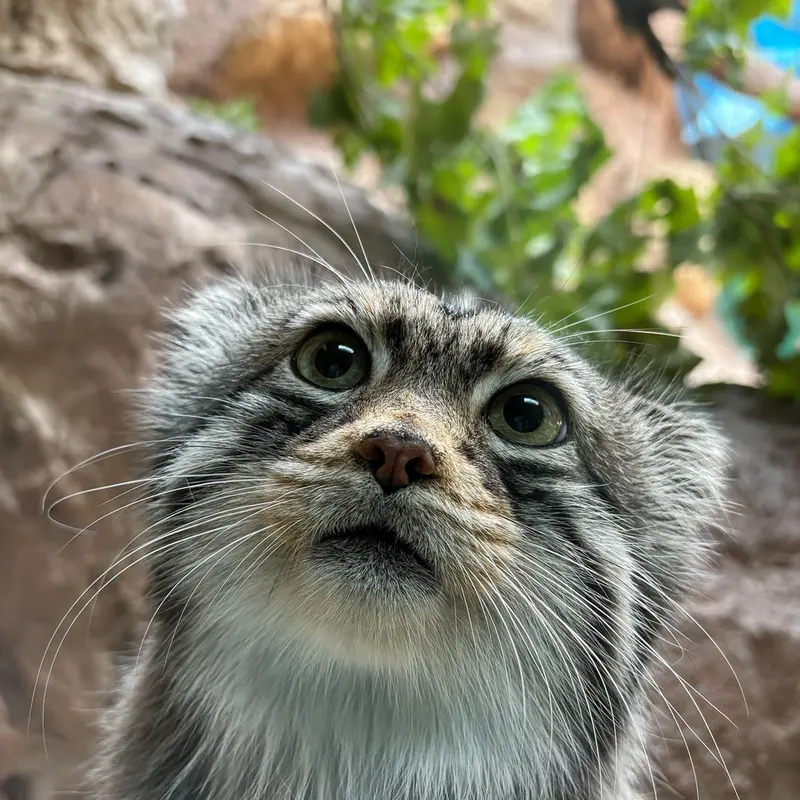 Birmingham Zooのバタールの写真