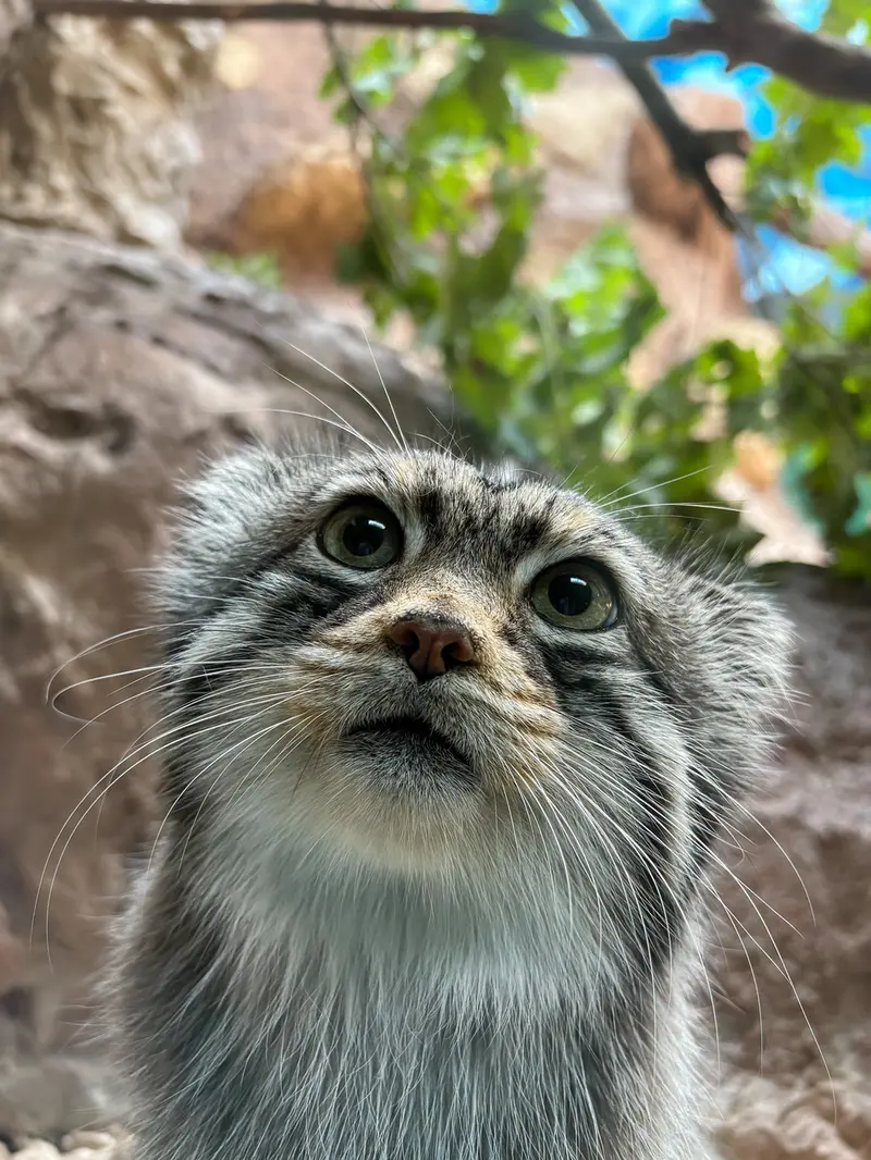 バーミンガム動物園のバタールの写真