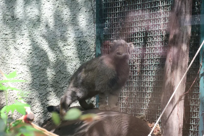 ブダペスト動物園・植物園のボリス Ⅱの写真