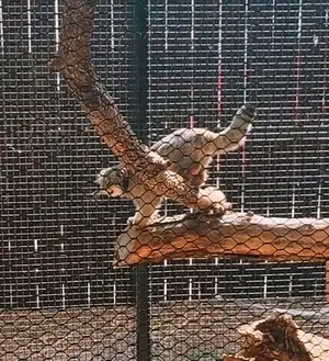 グレートプレーンズ動物園のカズの写真