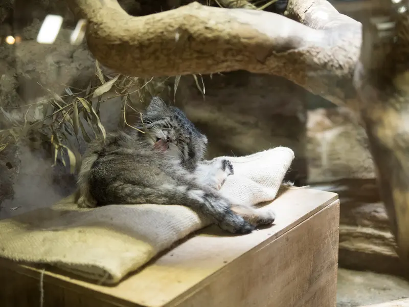 恩賜上野動物園のクリョンの写真