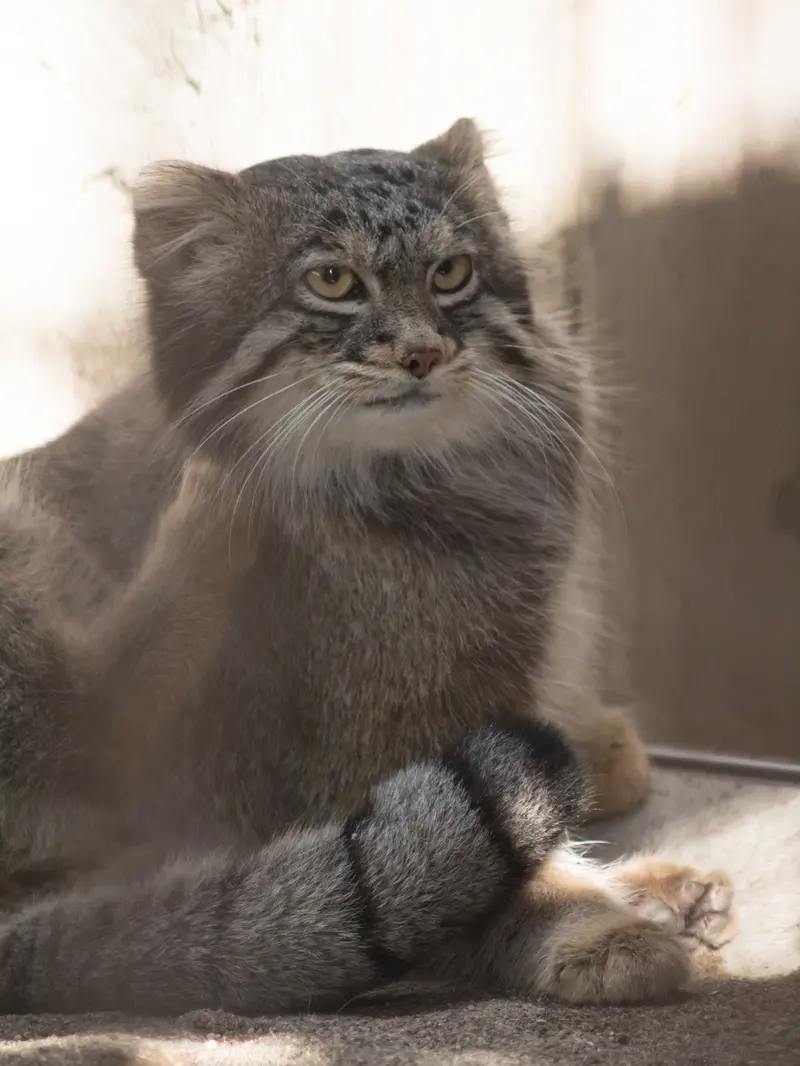 野毛山動物園のフィーガの写真