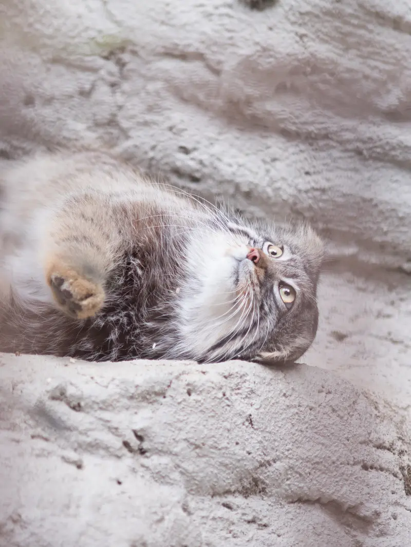 野毛山動物園のフィーガの写真