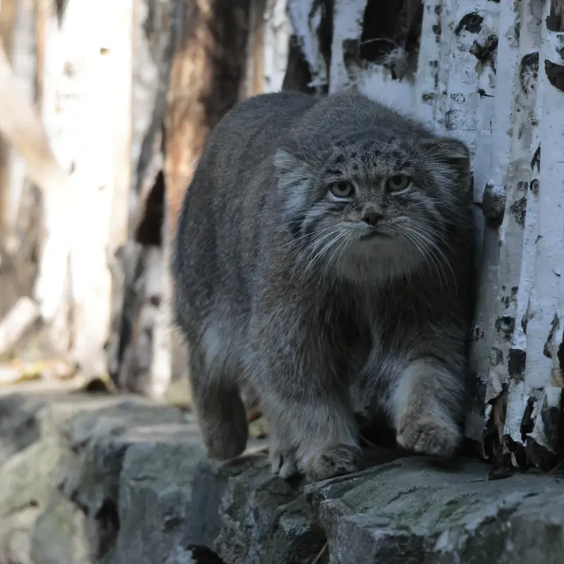 ノヴォシビルスク動物園のミアの写真