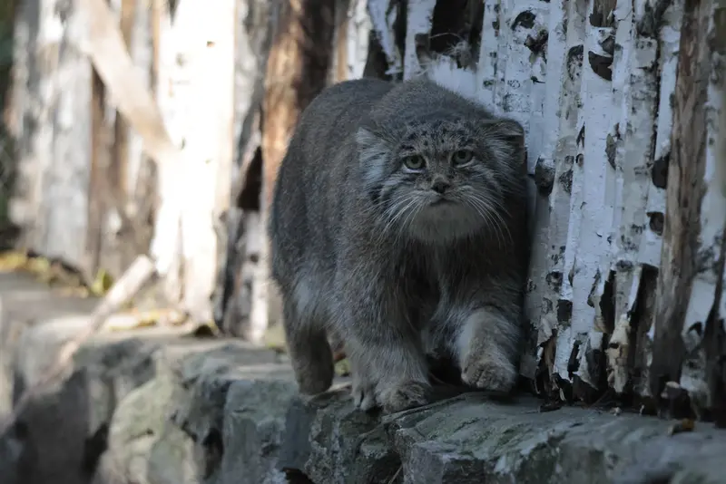 ノヴォシビルスク動物園のミアの写真