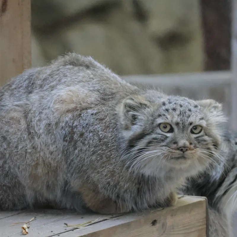 ノヴォシビルスク動物園のロロとロロの娘 b.2026 Ⅰの写真