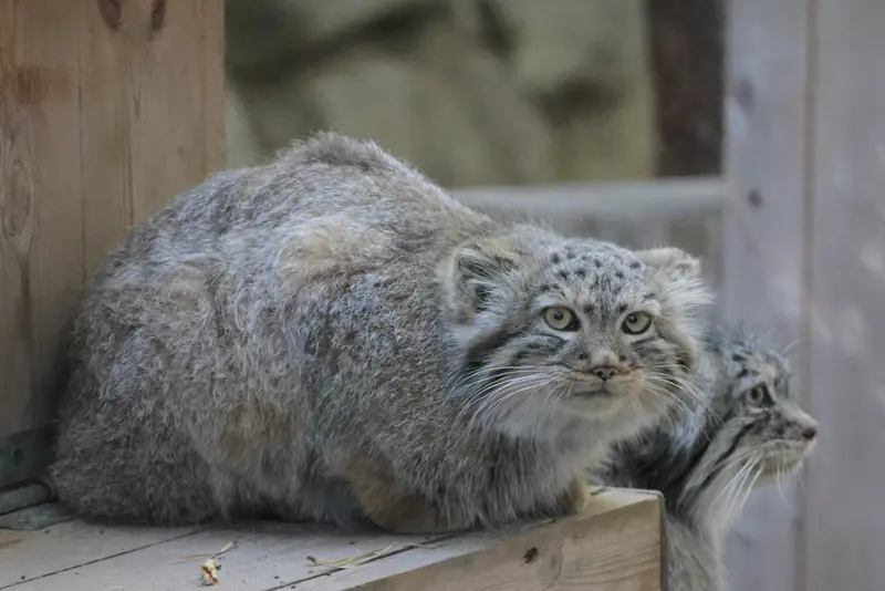 ノヴォシビルスク動物園のロロとロロの娘 b.2026 Ⅰの写真