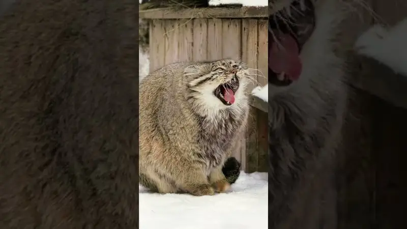 ノヴォシビルスク動物園のゼレノゴルスクの動画