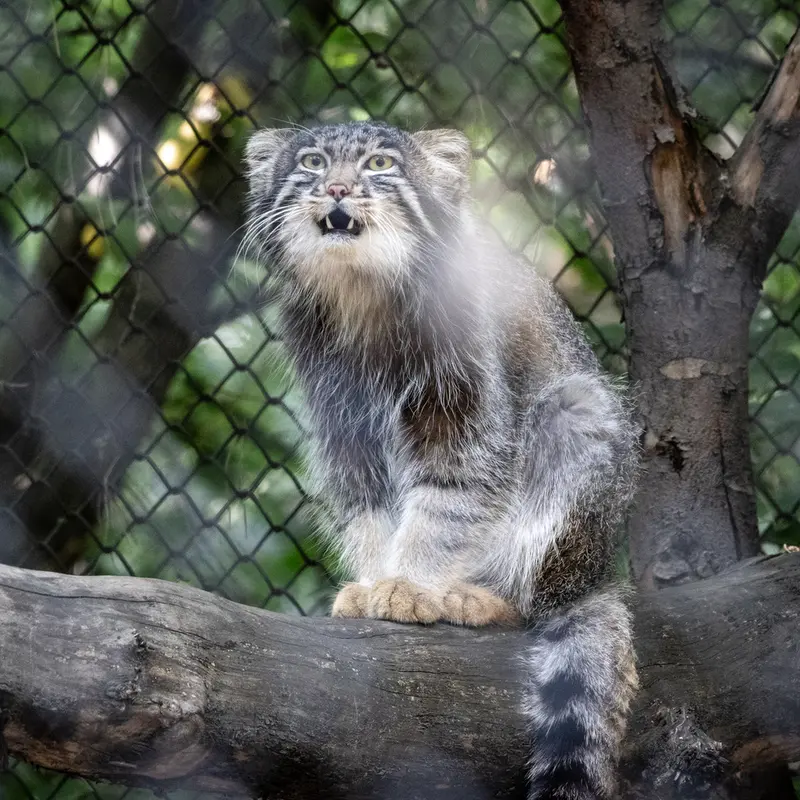 ノヴォシビルスク動物園のグレイの写真