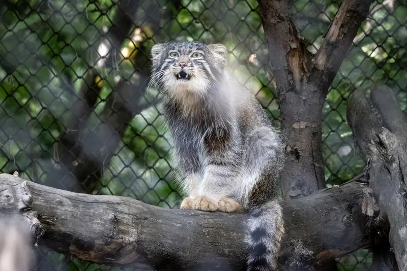 ノヴォシビルスク動物園のグレイの写真