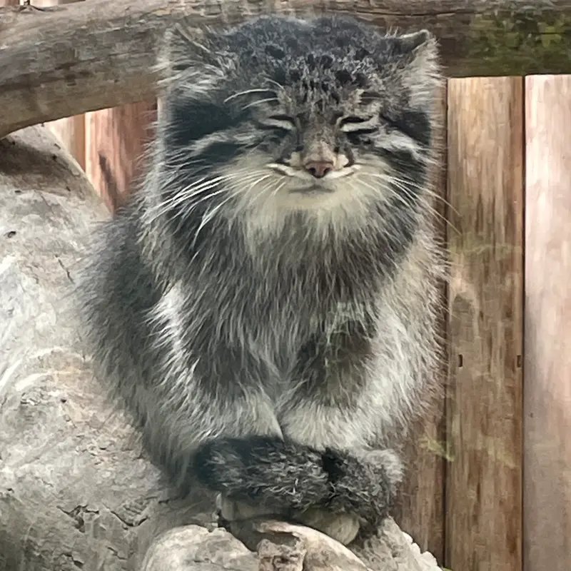 神戸どうぶつ王国のナルの写真