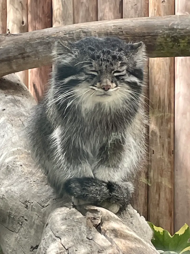 神戸どうぶつ王国のナルの写真