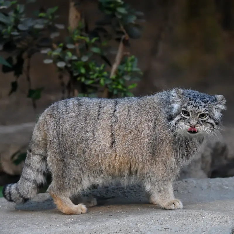 神戸どうぶつ王国のアズの写真
