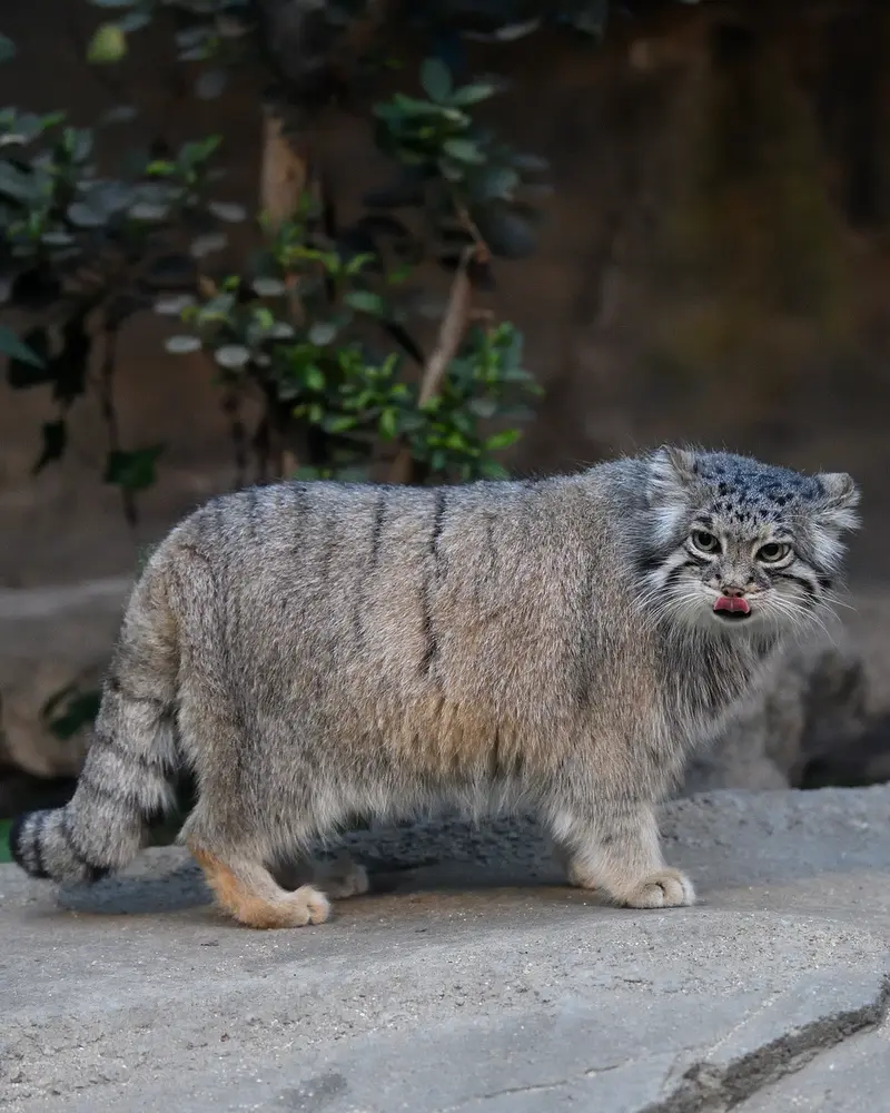 神戸どうぶつ王国のアズの写真