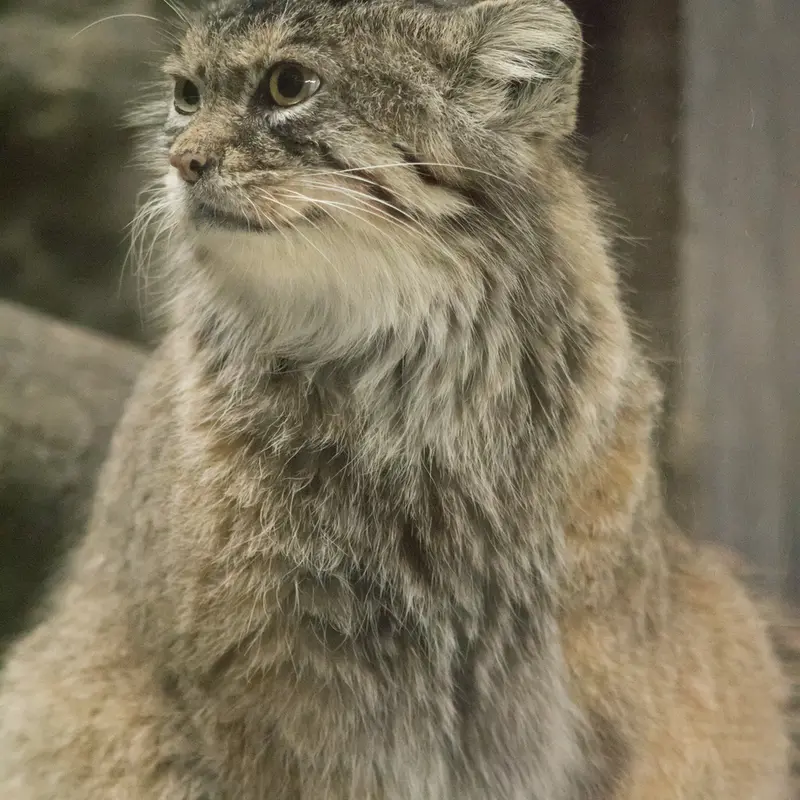 恩賜上野動物園のプリームラの写真