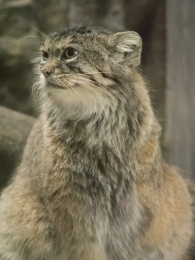 恩賜上野動物園のプリームラの写真