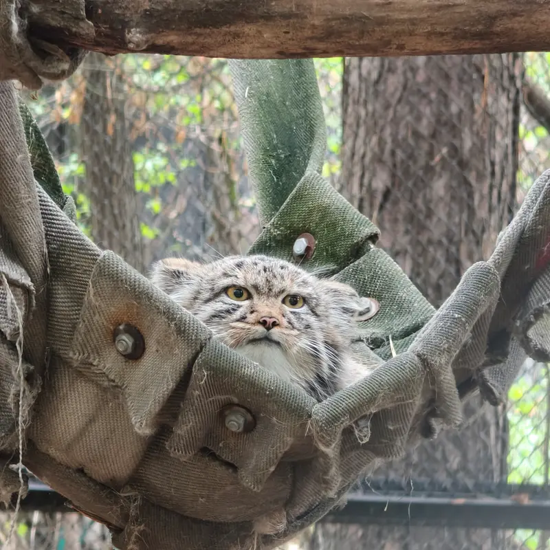 ノヴォシビルスク動物園のマヌルネコの写真