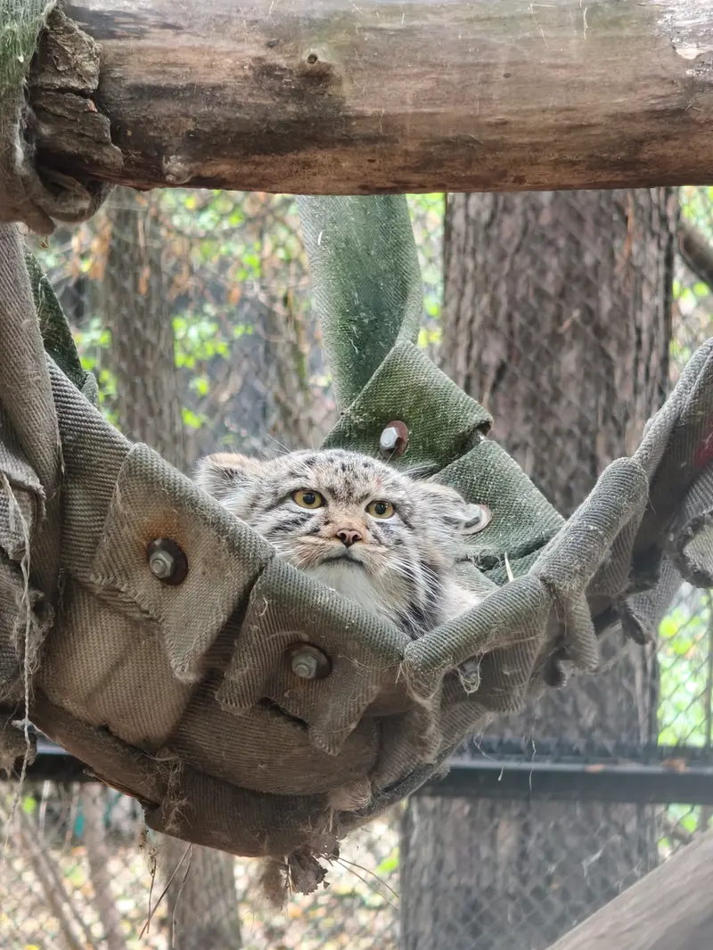 ノヴォシビルスク動物園のマヌルネコの写真