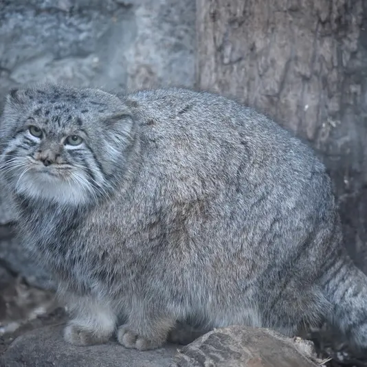 レニングラード動物園のスヴェンの写真