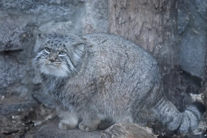 レニングラード動物園のスヴェンの写真