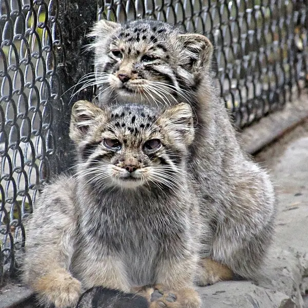 ノヴォシビルスク動物園のコソグラジクとフヴォスチクの写真