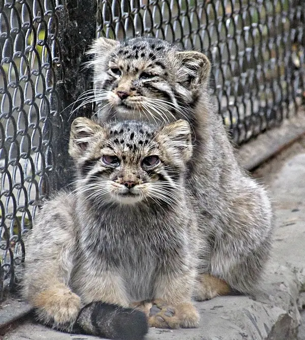 ノヴォシビルスク動物園のコソグラジクとフヴォスチクの写真