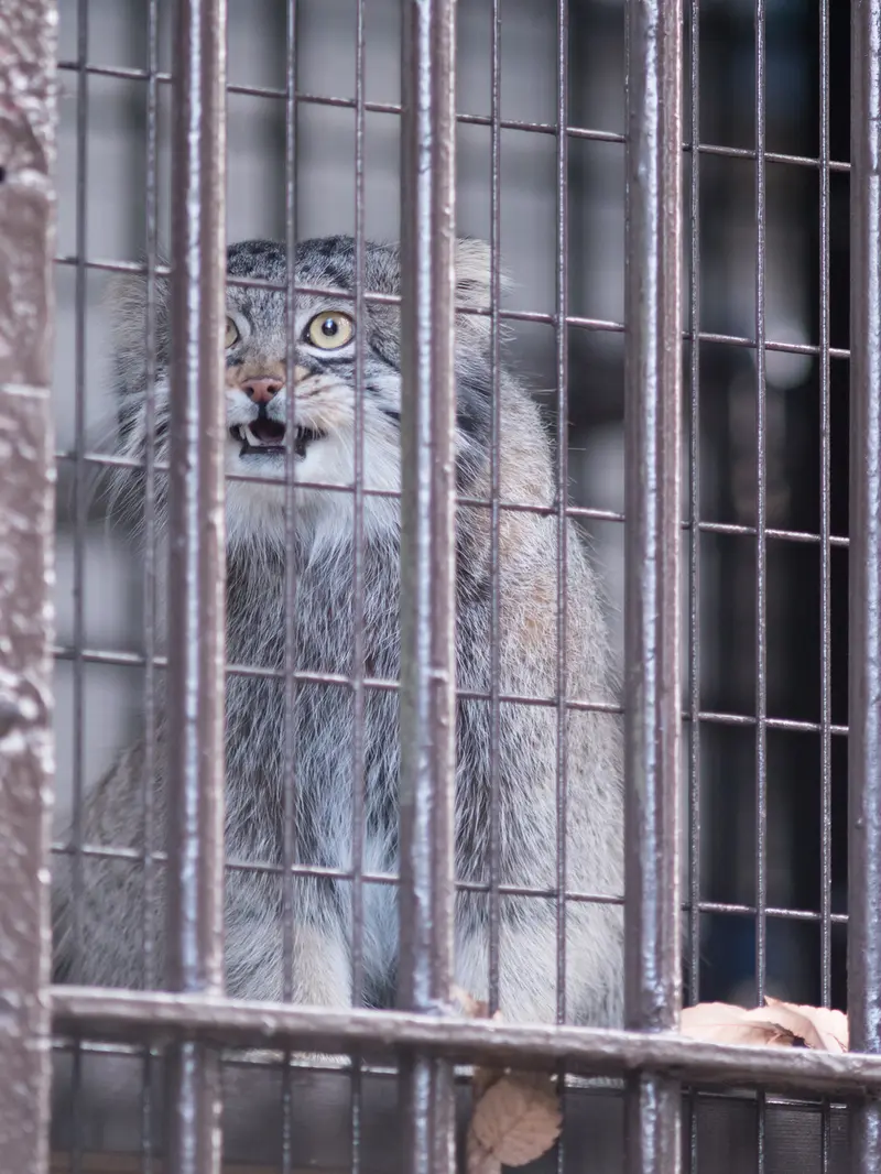 野毛山動物園のフィーガの写真