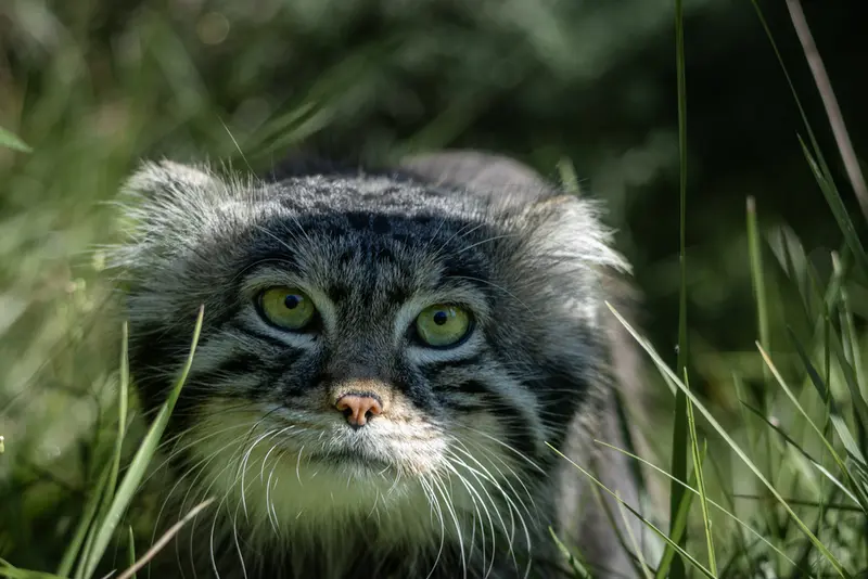 モスクワ動物園のティモフェイの写真