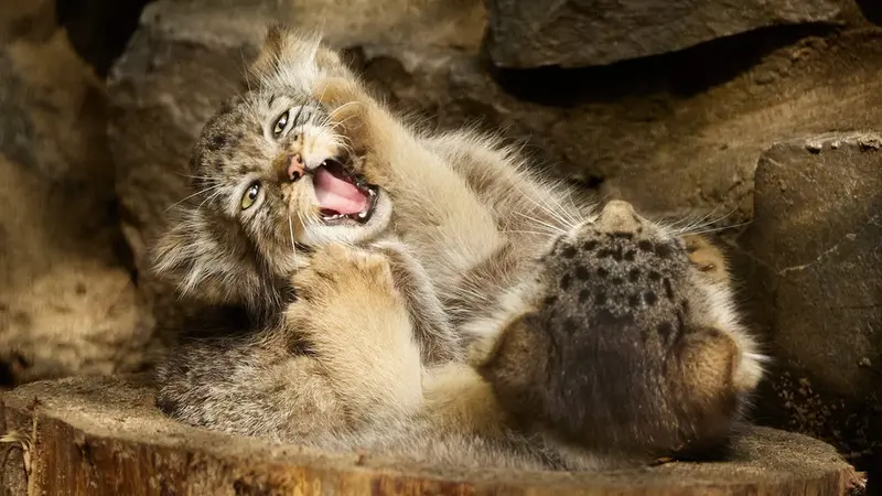 Novosibirsk Zooのラストチカ、ティモフェイ、チップ、アール、エマ、ロロとペペの動画