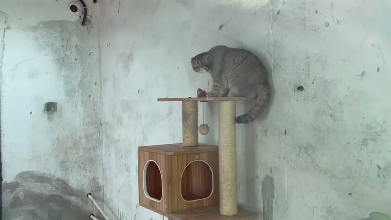 青海チベット高原野生動物園のスン・サンランの動画