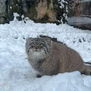 ビンガムトン動物園（ロス・パーク）のルカの写真