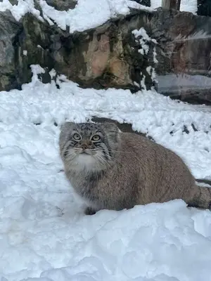 ビンガムトン動物園（ロス・パーク）のルカの写真