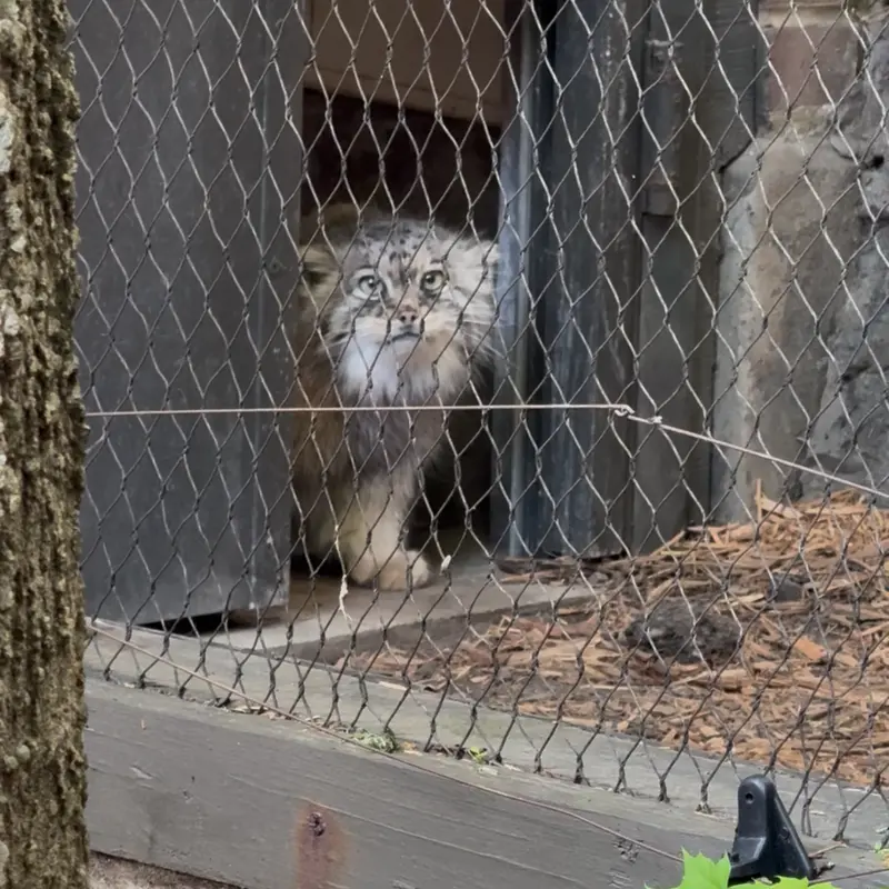 プロスペクト・パーク動物園のサルナイの写真