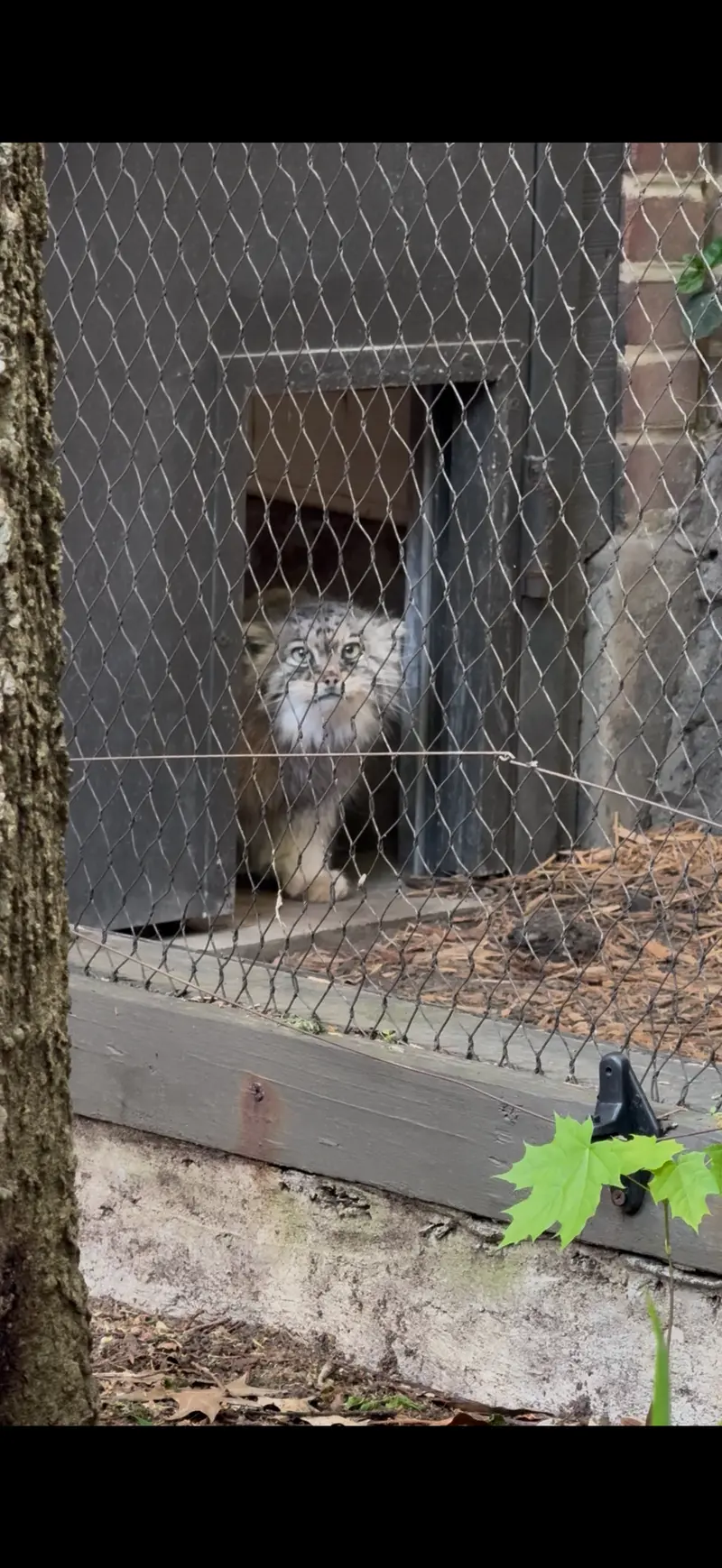 プロスペクト・パーク動物園のサルナイの写真