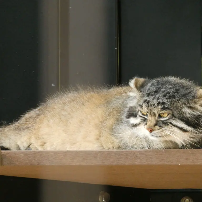 旭山動物園のグルーシャの写真