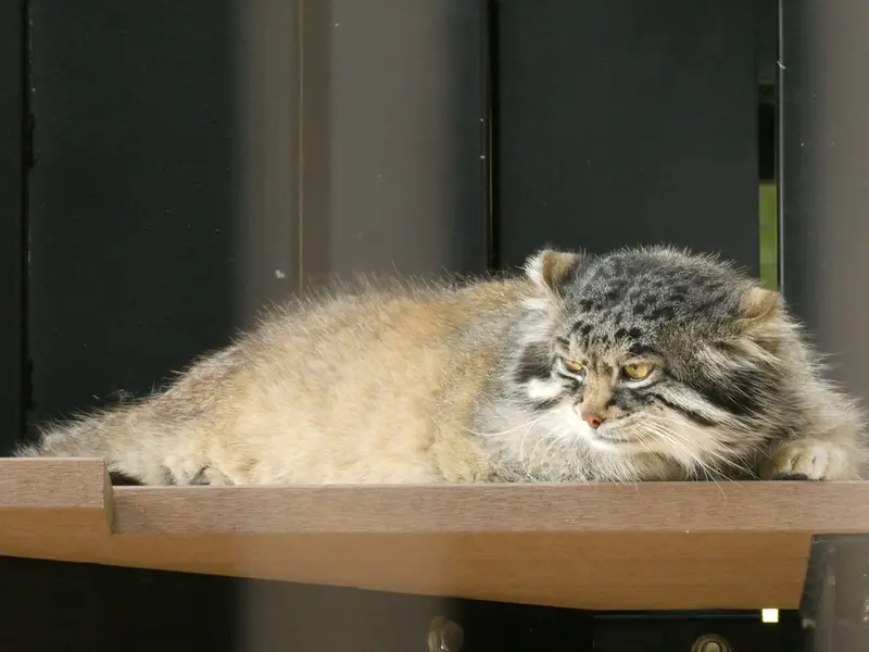 旭山動物園のグルーシャの写真
