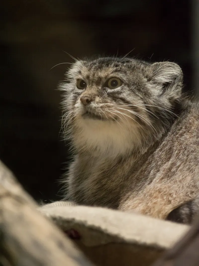 恩賜上野動物園のプリームラの写真