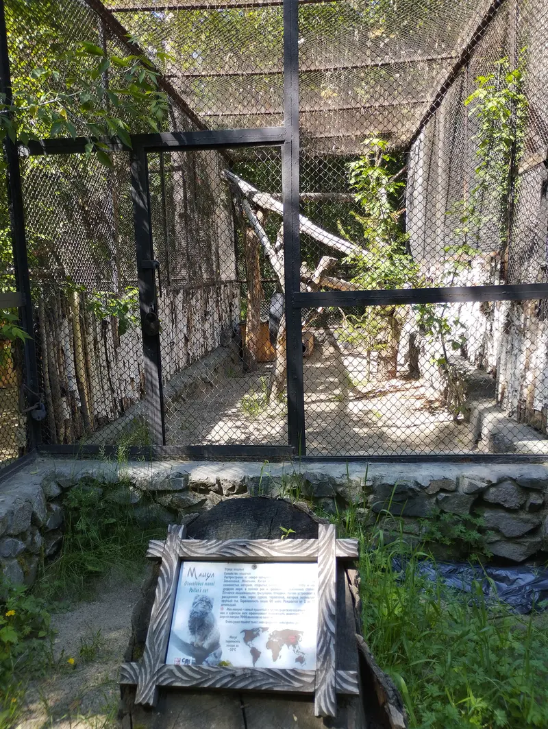 ノヴォシビルスク動物園のマヌルネコの写真