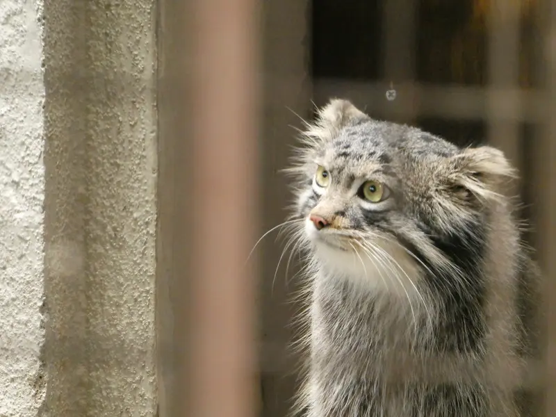 野毛山動物園のフィーガの写真