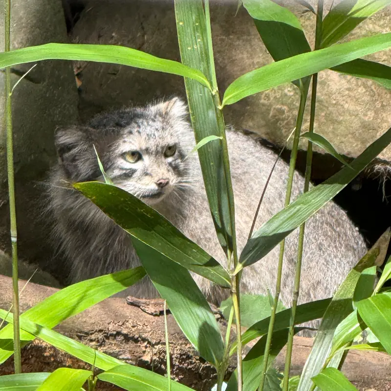 スミソニアン国立動物園のアカルの写真