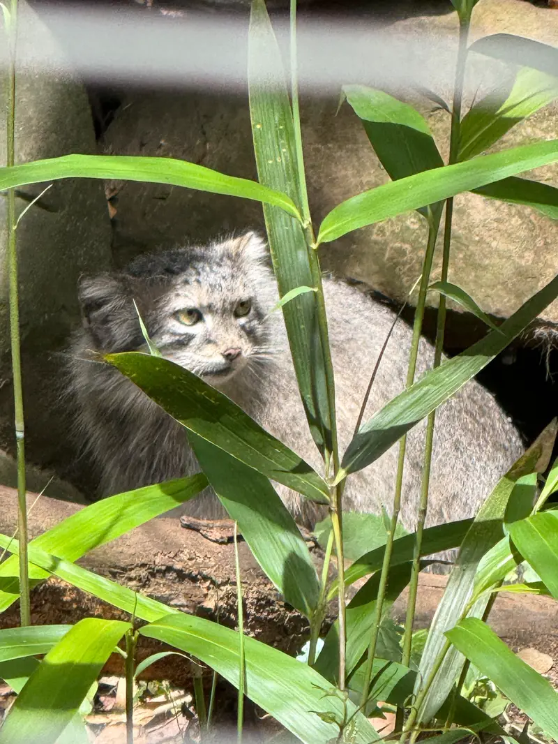 スミソニアン国立動物園のアカルの写真