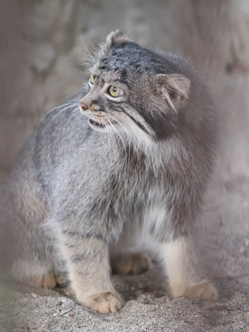 野毛山動物園のフィーガの写真