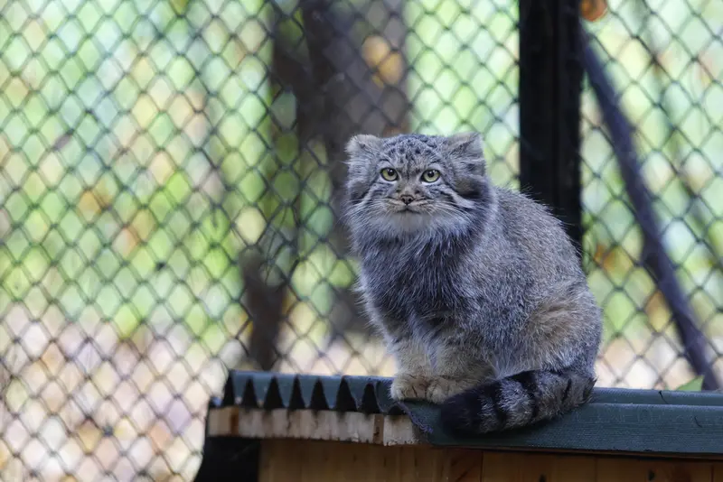 ノヴォシビルスク動物園のマヌルネコの写真