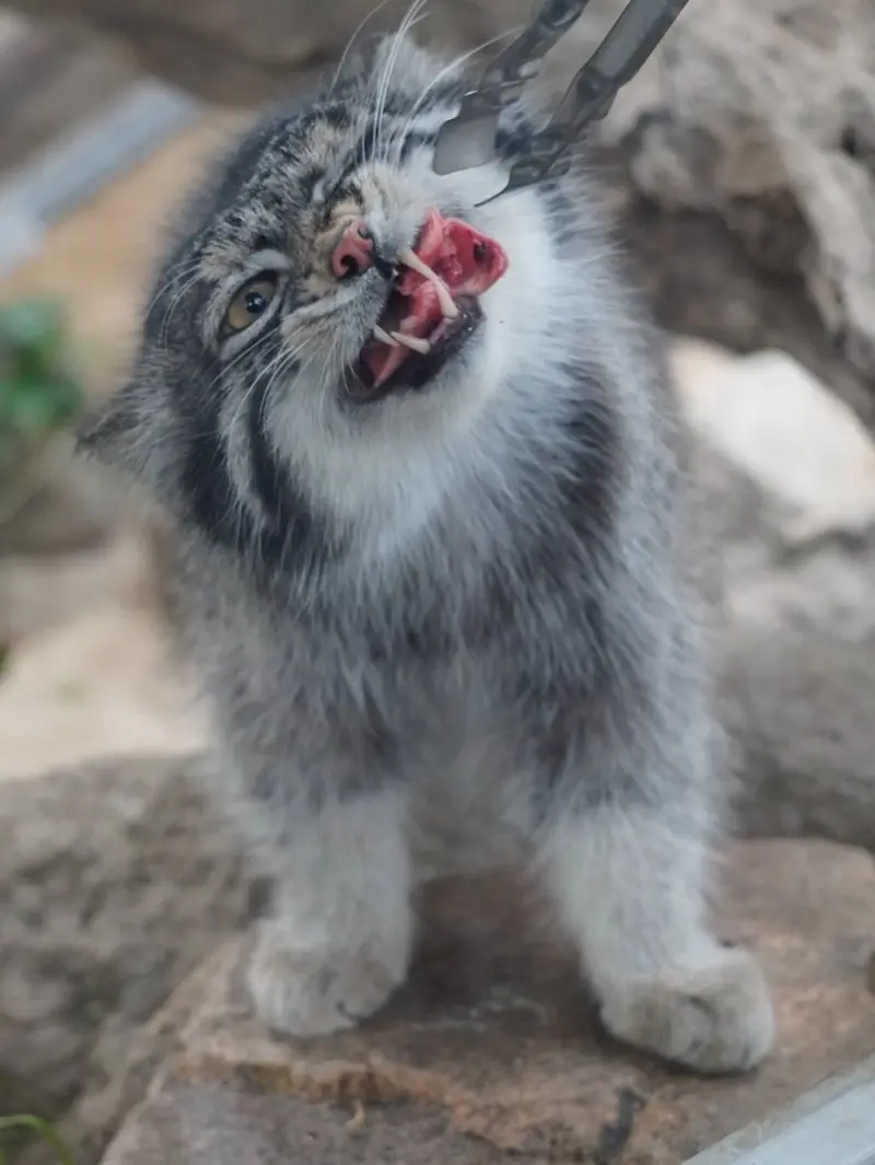 神戸どうぶつ王国のナルの写真