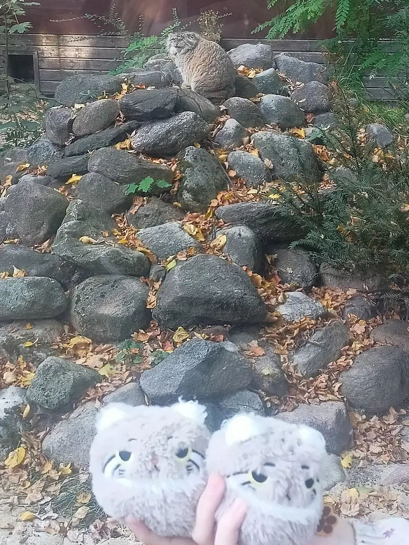 ポズナン新動物園のボジェンカの写真