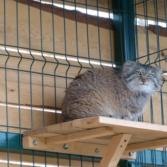 バルナウル動物園「レースナヤ・スカースカ」のペペの写真