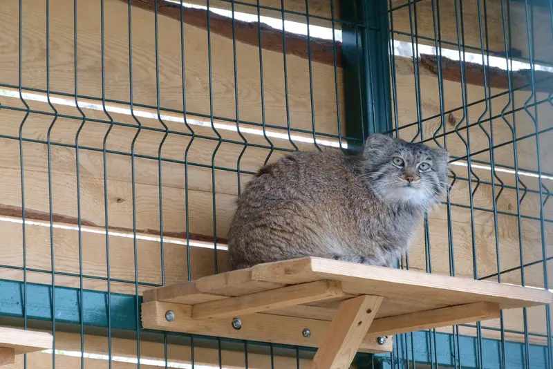 バルナウル動物園「レースナヤ・スカースカ」のペペの写真