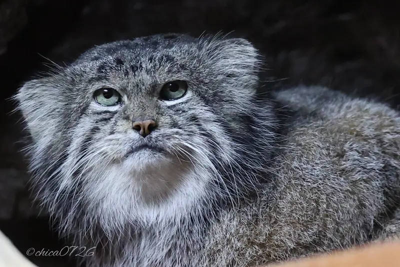 恩賜上野動物園のマヌルネコの写真